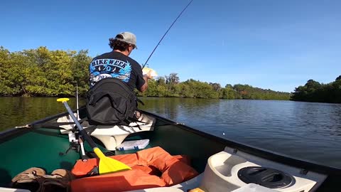 Snook and Jack Crevalle in the Cross Bayou Canal