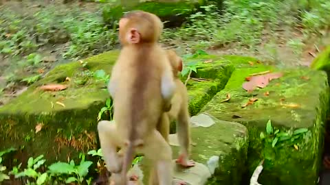 So funny baby monkey