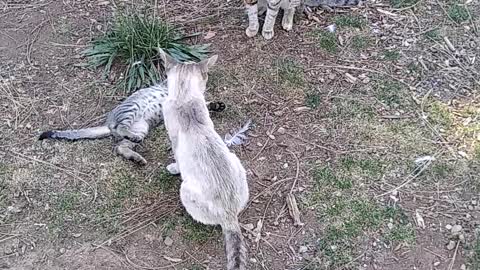 Mom,dad, and son having fun