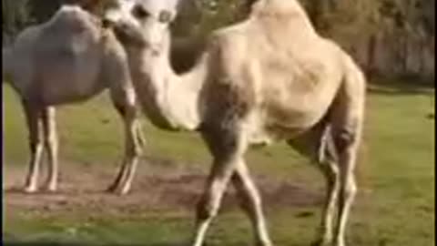 Camel's walking in the Zoo area