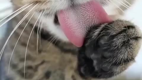 Why do cats have such a tongue?