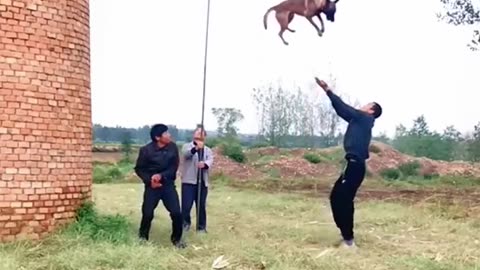 Dog on Jump training