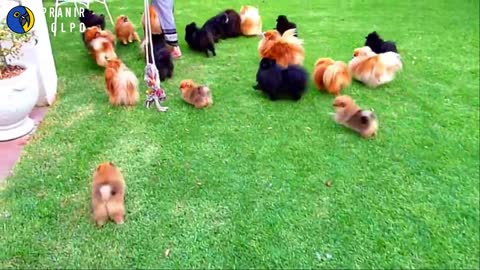 পমেরিয়ান কুকুরের দাম 🐩 Pomeranian Dog Price in Bangladesh | Teacup Puppies Price in Bangladesh