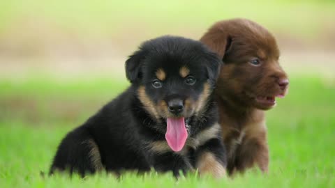 cute pups 🥰😘😍😍