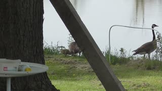 416 Canada Geese Stop For Lunch