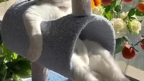Funny Cat video | Cat ❤