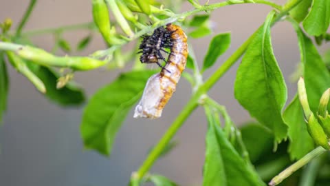 A Gulf Fritillary Caterpillar Enters the Pupa Stage.