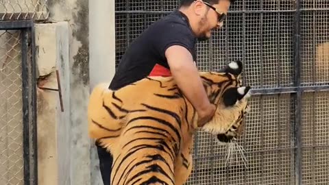 Tiger Love for man ❤️