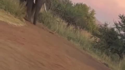 Elephant was not playing.😬😳