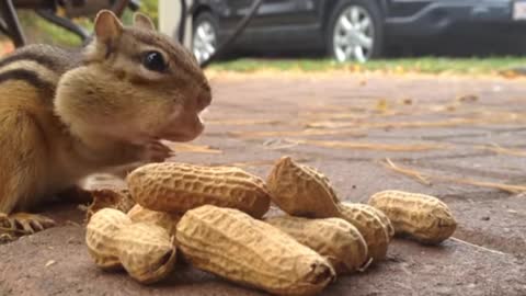 Surprising peanut eating behaviour of squirrel