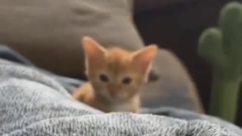 Little Cute kitten Rescued | Cute Cat rescued |sharing & caring |Cat love