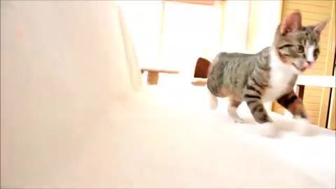 Parkour Kitten - Jumping & Fun
