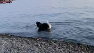 Dipping paws into the lake!