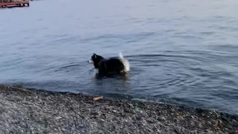Dipping paws into the lake!