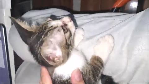 Cute cat plying