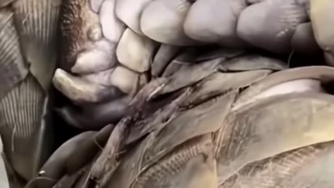 This injured pangolin is not cooperating with the rescue