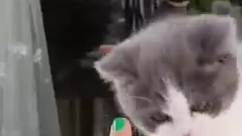 Cute kitten playing with toy