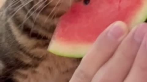 Funny video😂 A hungry cat can do anything😂😂😂Please Follow