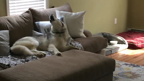 Stubborn Husky Is A Lazy Couch Potato