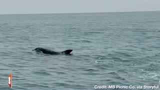 BEAUTIFUL! Pod of Dolphins Breaching Water Delights Tourists