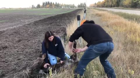 Moose Calf Freed From Fence