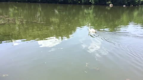 Swan kissena park