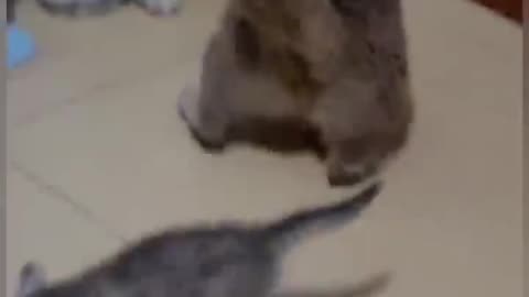 Cats Fighting funny videos