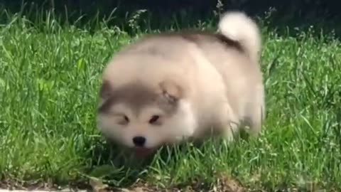 This cute puppy likes running