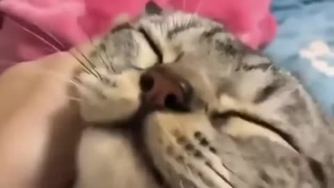 funny animals videos, funny pets doing funny things 🤣😆🤣🔥