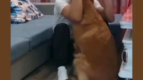 the dog comfort the owner