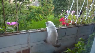 Cat Vs. Bird