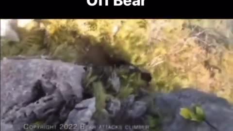 Huge black bear 🐻 attack hiker in the mountains.Watch full video