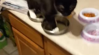 Houdini the Cat demands food...NOOOOOWWWWW!!!