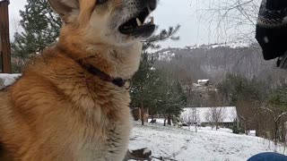 Play dogs with Girl during winter