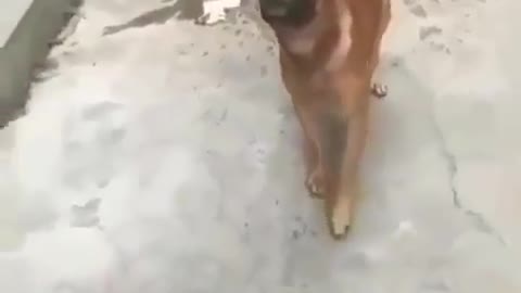 Mind over matter, talented dog