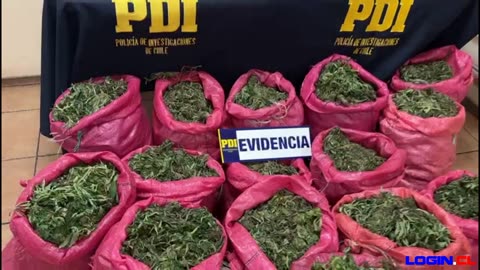 PDI incauta 131 kilos de cannabis en Cabildo