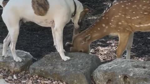 Rescued dog and fawn have become best friends