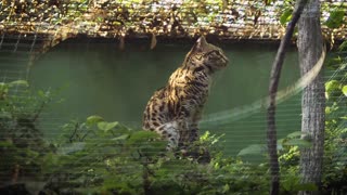 Tiger cub in the jungle| Wild Asia | 2022 New | Video