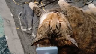 Watch This Adorable Cat Enjoy a Brushing Session!