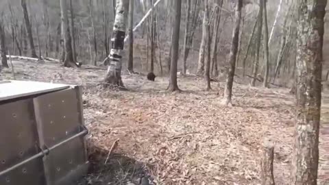 Two Himalayan bear cubs released into the wild