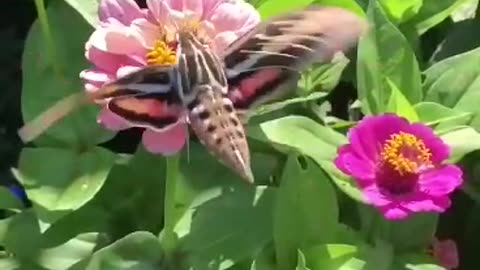 Humming bird moth