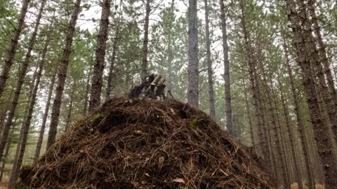 Warm and Cozy Teepee Shelter Build, Inside Fireplace