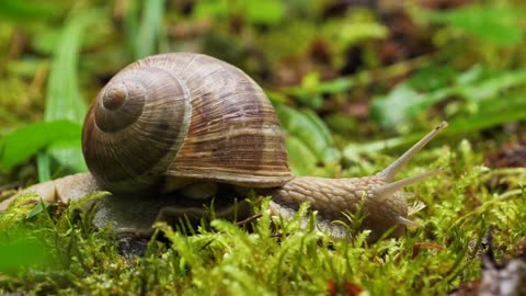 Amazing Snail Mollusks: Nature's Slow Wonders 🐌🌿
