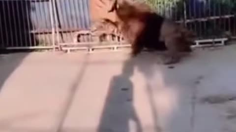 Lion VS Tigers