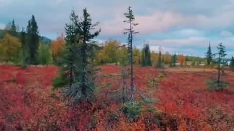 In Sallek National Park in Sweden's Lapland region