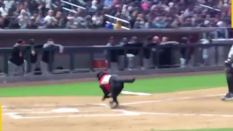 The_bat_dog_s_lesson_for_the_umpire!(1080p)