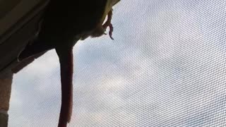 Spider parrot