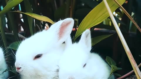 Bunnies resting