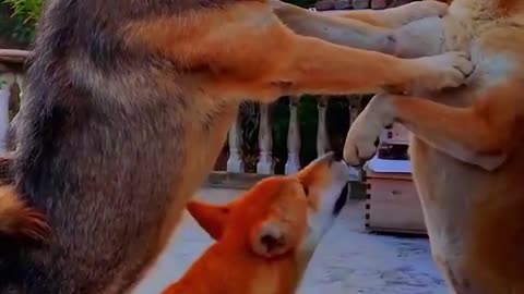Cute Doggie Hugging Video