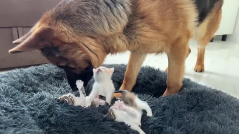 German Shepherd Shocked by Tiny Kittens occupying dog bed!.mp4